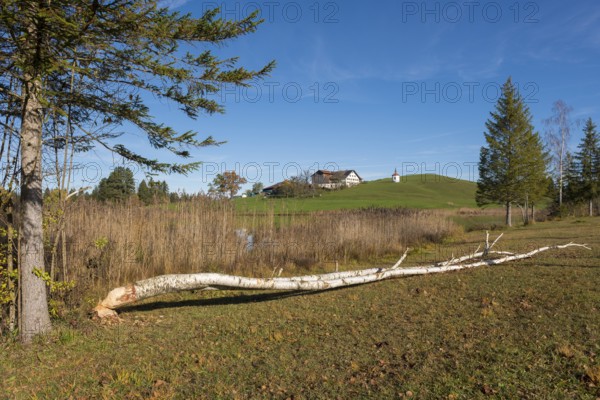 A birch tree felled by a beaver lies in a meadow in front of a hill with a building in the background, Hegratsrieder See, near Buching, Ostallgäu, Allgäu, Bavaria, Germany