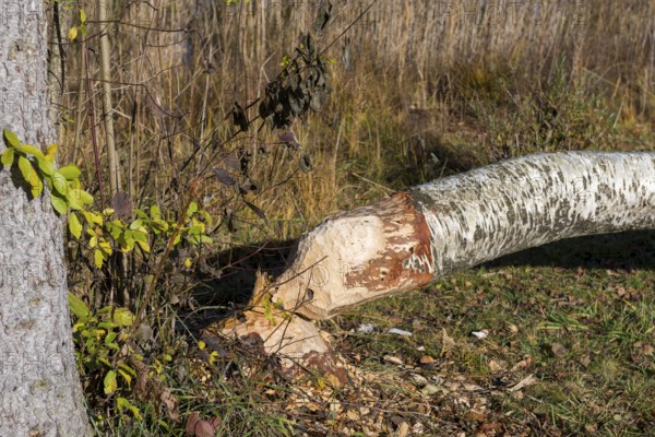 A birch tree felled by a beaver lies in an autumn forest, near Buching, Ostallgäu, Allgäu, Bavaria, Germany