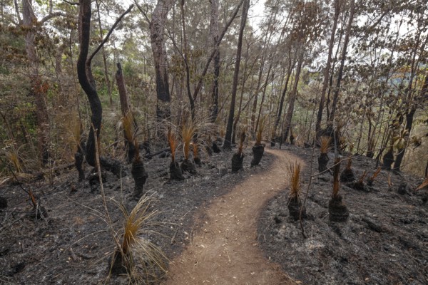 Preventive burning to prevent fires in the hot bushland of Queensland Australia