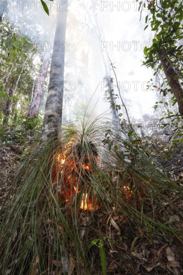 Preventive burning to prevent fires in the hot bushland of Queensland Australia