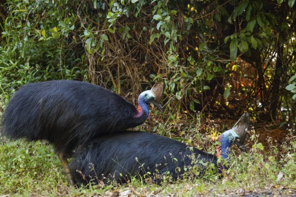 Mating behavior of helmet cassowaries in the Queensland rainforest Australia