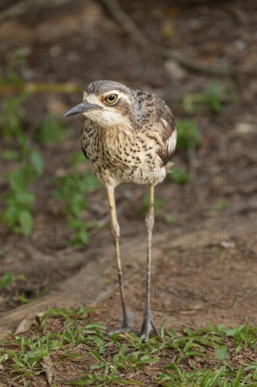 Long-tailed weet Burhinus grallarius in the forest, Queensland Australia