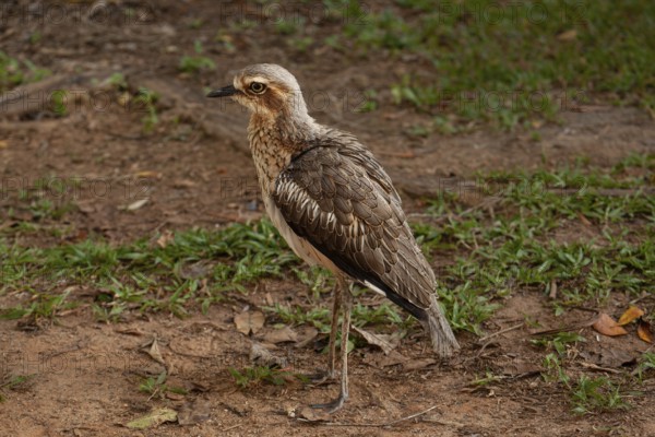 Long-tailed weet Burhinus grallarius in the forest, Queensland Australia