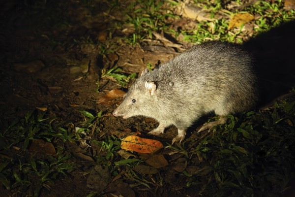 Wild nosebumbag at night in tropical bushland Queensland Australia