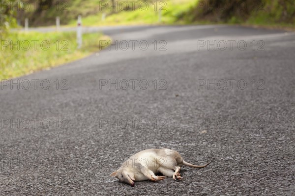 Wild nose bag run over on the road, Queensland Australia