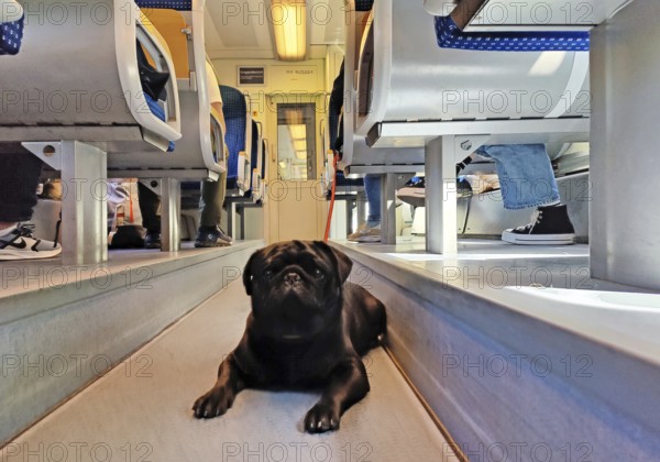 A dog in the middle aisle of a regional train, Niebüll, Schleswig-Holstein, Germany