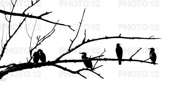 Cormorants (Phalacrocoracidae) sit on the branches of a dead tree, Drake, Lower Middle Rhine Valley, Rhineland-Palatinate, Germany