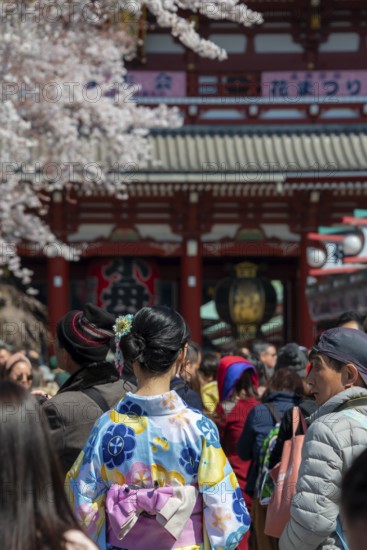 Young Japanese woman wearing kimono surrounded by numerous visitors on Nakamise-dori shopping street, Cherry Blossom, Asakusa Shrine or Senso-ji Temple, Buddhist temple complex, Asakusa, Tokyo, Japan