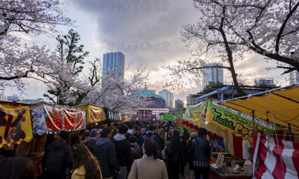 Food stalls with Japanese food, cherry blossom in spring, Hanami Festival, Ueno Park, Taito City, Tokyo, Japan
