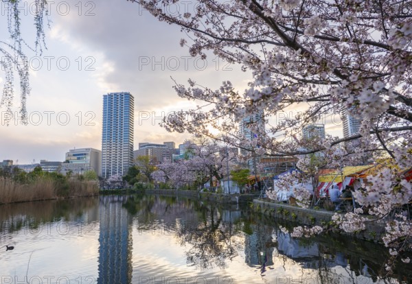 Skyscrapers reflected in lake at sunset, Shinobazu pond, cherry blossoms in spring, Hanami Festival, Ueno Park, Taito City, Tokyo, Japan