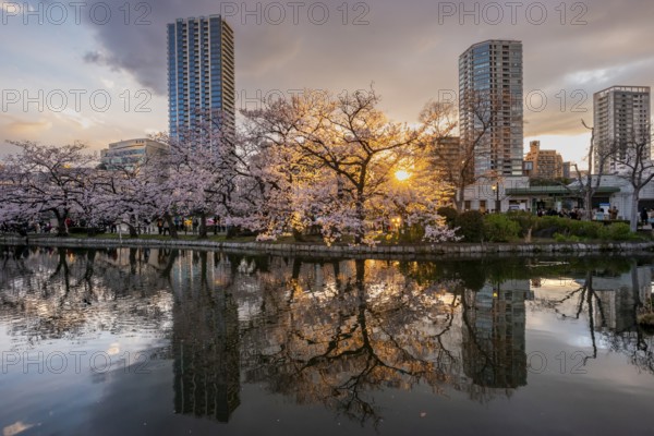 Skyscrapers reflected in lake at sunset, Shinobazu pond, lakeside cherry blossoms in spring, Hanami Festival, Ueno Park, Taito City, Tokyo, Japan