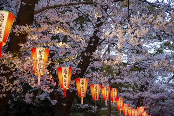 Blooming cherry trees and illuminated lanterns with Japanese writing in the evening, Hanami festival in spring, Ueno Park, Tokyo, Japan