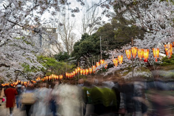 People walking through the park, blooming cherry trees and illuminated lanterns with Japanese lettering in the evening, Hanami festival in spring, long exposure, Ueno Park, Tokyo, Japan