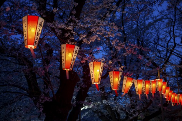 Blooming cherry trees and illuminated lanterns with Japanese lettering in the evening, blue hour, Hanami festival in spring, Ueno Park, Tokyo, Japan