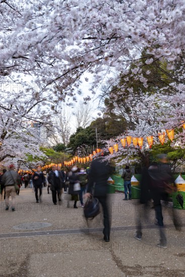 People walking through the park, blooming cherry trees and illuminated lanterns with Japanese lettering in the evening, Hanami festival in spring, long exposure, Ueno Park, Tokyo, Japan
