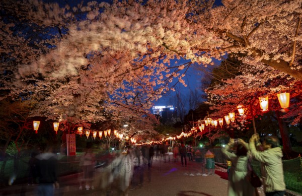 People walking through the park, blooming cherry trees and illuminated lanterns with Japanese lettering in the evening, blue hour, Hanami festival in spring, long exposure, Ueno Park, Tokyo, Japan
