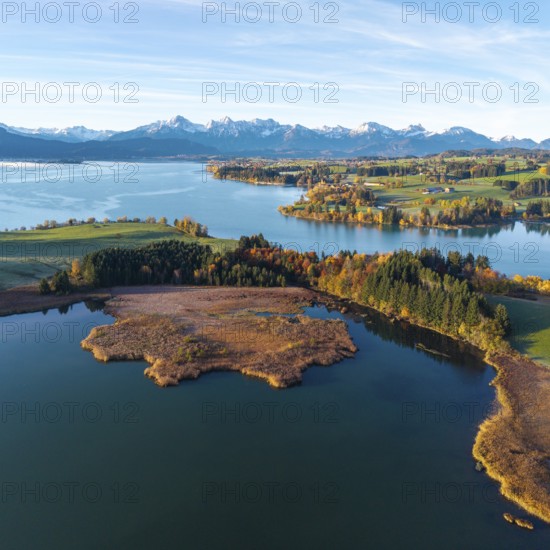 Large lake in autumn surroundings with the Alps in the distance under clear skies, Illasbergsee, Forggensee, near Roßhaupten, Ostallgäu, Allgäu, Swabia, Bavaria, Germany