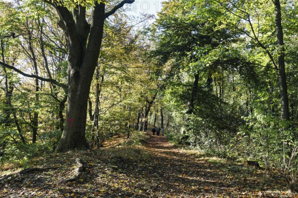 Walkers on hiking trail to Porta Kanzel on Wittekindsberg, sunny autumn weather, Porta Westfalica, Ostwestfalen-Lippe, East Westphalia, North Rhine-Westphalia, Germany