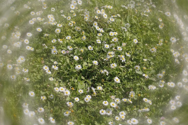 Daisy (Bellis perennis) seen from above in a meadow with alienation, North Rhine-Westphalia, Germany