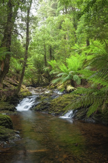Arthur River at Philosopher Falls in the deep green forest with myrtle trees and ferns in Tasmania