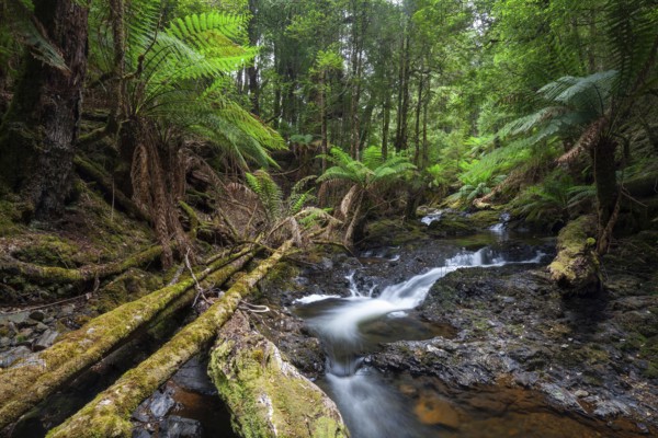 Arthur River at Philosopher Falls in the deep green forest with myrtle trees and ferns in Tasmania
