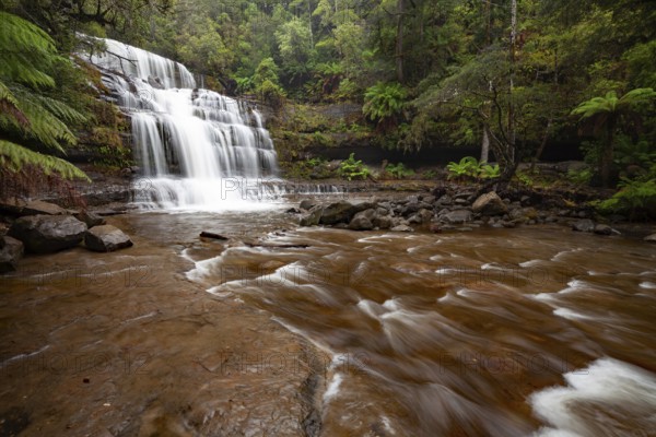 Liffey Falls with heavy water flow, ferns and moss-covered rocks in Liffey Falls State Reserve, Tasmania