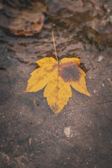 A yellow autumn leaf floats on calm water in natural surroundings, ZFP Zwiefalten, Reutlingen district, Germany