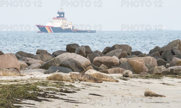 Several seals (Phoca vitulina), seals, rest at the water's edge at low tide, beach with piled rocks as protection against erosion, deep-sea salvage tractor Nordic, emergency tug, anchored at sea position in the background, German emergency towing concept, shore, rinse, sandy beach, bright sandy beach, sand, calm sea, horizon, wide view, sky, nobody, maritime landscape, serenity, prevention for accident Dune Island, Heligoland, Pinneberg District, Schleswig-Holstein, North Sea, Germany