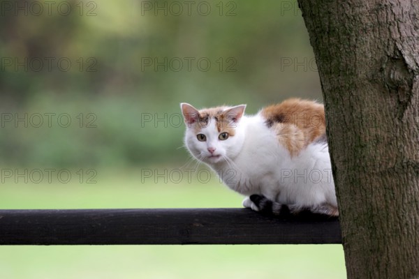 Domestic cat (Felis catus), outdoor, tricolor, pretty, A cat sitting on a wooden beam and looking at the camera