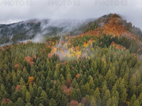 Autumn forest area with colorful treetops and clouds of fog, Wehingen, Tuttlingen district, Germany