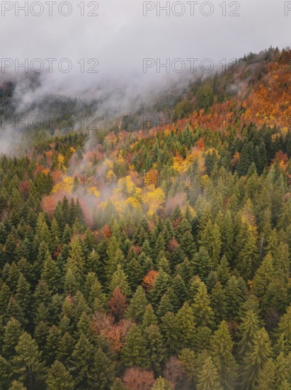 Foggy forest valley full of colorful autumn trees, taken from above, Wehingen, Tuttlingen district, Germany