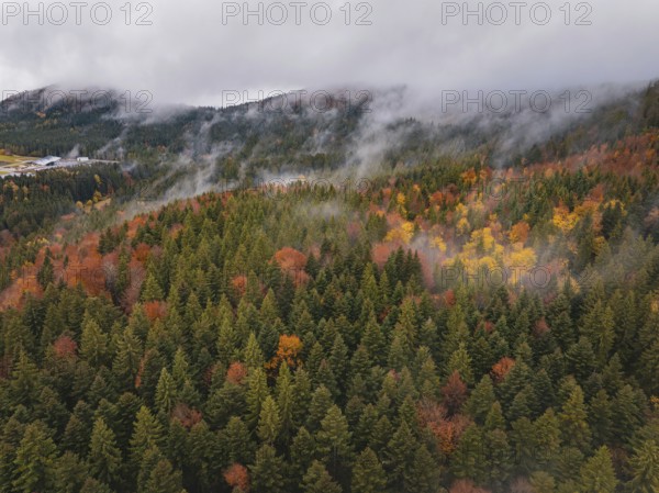 Colourful treetops in autumn forest covered in fog, Wehingen, Tuttlingen district, Germany