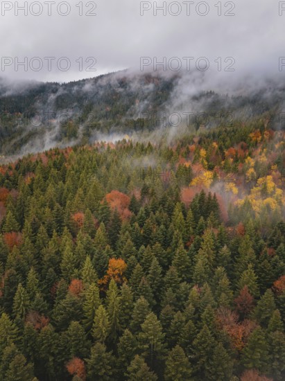 Dense forest with colorful autumn leaves and clouds of fog, Wehingen, Tuttlingen district, Germany
