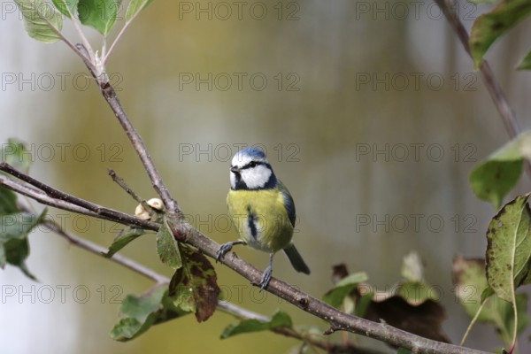 Blue tit (Cyanistes caeruleus), autumn, branch, apple tree, cute, colorful, bird feeding, The blue tit has discovered nuts in the tree