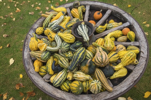 Decorative pumpkins in an old wagon wheel, Münsterland, North Rhine-Westphalia, Germany