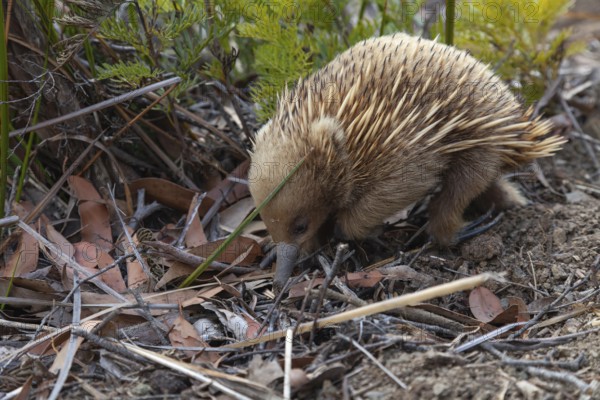 An echidna searches for food and rummages through the ground along the path at sunset. Warm light lies over rocks and the sea. Cape Raoul, Tasman Peninsula, Tasmania, Australia