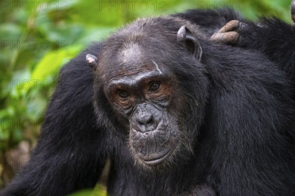 Chimpanzee (Pan Troglodytes), animal portrait, male grooming in the jungle, Kibale National Park, Uganda