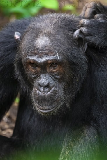 Chimpanzee (Pan Troglodytes), animal portrait, male grooming in the jungle, Kibale National Park, Uganda