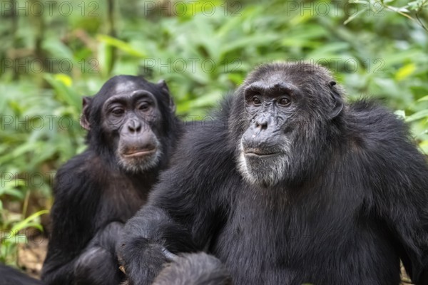 Two chimpanzees (Pan Troglodytes), animal portrait, adult males grooming in the jungle, Kibale National Park, Uganda