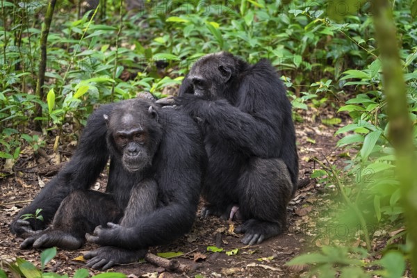 Two chimpanzees (Pan Troglodytes), adult male spawning, grooming in the jungle, Kibale National Park, Uganda
