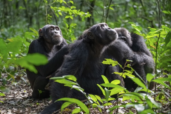 Three chimpanzees (Pan Troglodytes), adult male spawning, grooming in the jungle, Kibale National Park, Uganda