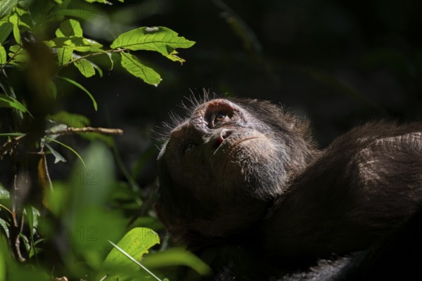 Animal portrait, chimpanzee (Pan Troglodytes), adult male looking up in the jungle, Kibale National Park, Uganda