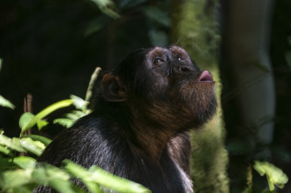 Animal portrait, chimpanzee (Pan Troglodytes), male calling in the jungle, Kibale National Park, Uganda