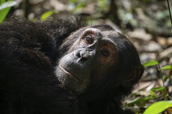 Animal portrait, chimpanzee (Pan Troglodytes), adult male in jungle, Kibale National Park, Uganda