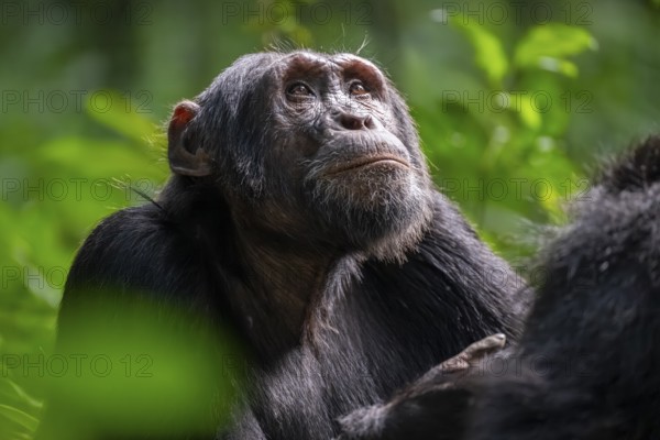 Beautiful animal portrait, chimpanzee (Pan Troglodytes), adult male in jungle, Kibale National Park, Uganda