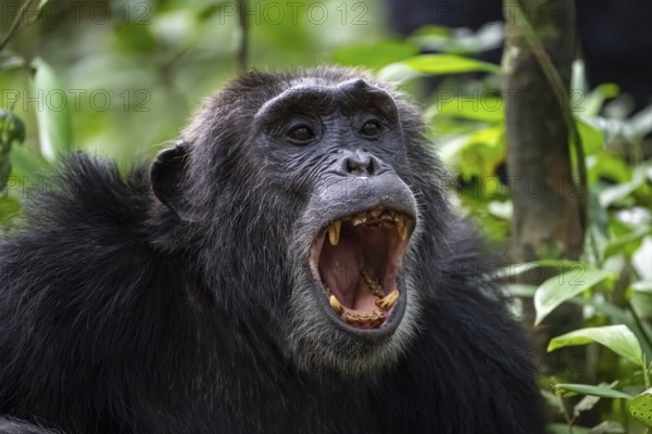 Beautiful animal portrait, chimpanzee (Pan Troglodytes), adult male calling in the jungle, Kibale National Park, Uganda
