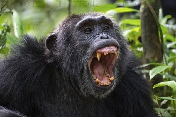 Beautiful animal portrait, chimpanzee (Pan Troglodytes), adult male baring teeth, aggression in the jungle, Kibale National Park, Uganda