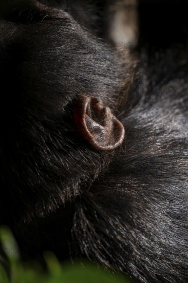 Detail of a chimpanzee's ear (Pan Troglodytes), Kibale National Park, Uganda