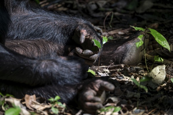 Detail, hand of a chimpanzee (Pan Troglodytes), Kibale National Park, Uganda