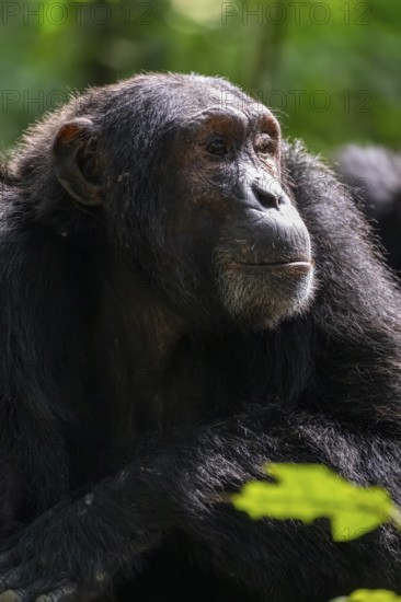 Beautiful animal portrait, chimpanzee (Pan Troglodytes), adult male in jungle, Kibale National Park, Uganda